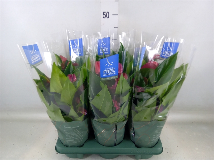 <h4>Anthurium andr. 'Pure Purple'</h4>