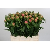 Paeonia Coral Charm