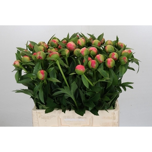 Paeonia Coral Charm
