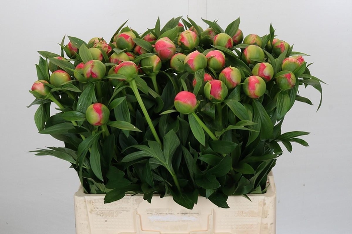 <h4>Paeonia Coral Charm</h4>