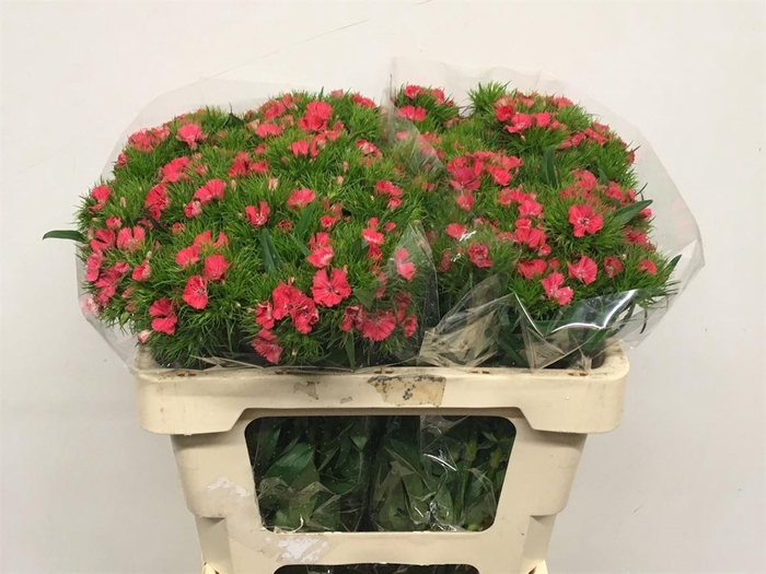 <h4>Di Barb Coral Pink</h4>