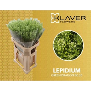 Lep Vi Green Dragon