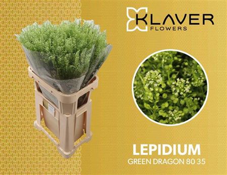 <h4>LEP VI GREEN DRAGON 80 35</h4>