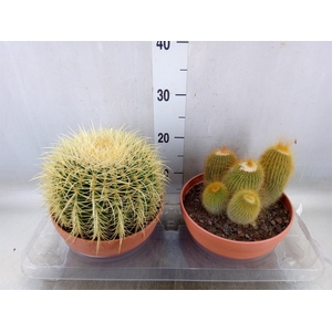 Cactus   ...