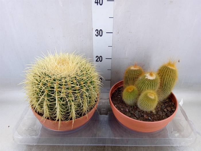 <h4>Cactus   ...</h4>