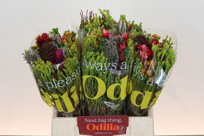 <h4>BQ Kaaps Groen Mandarin</h4>