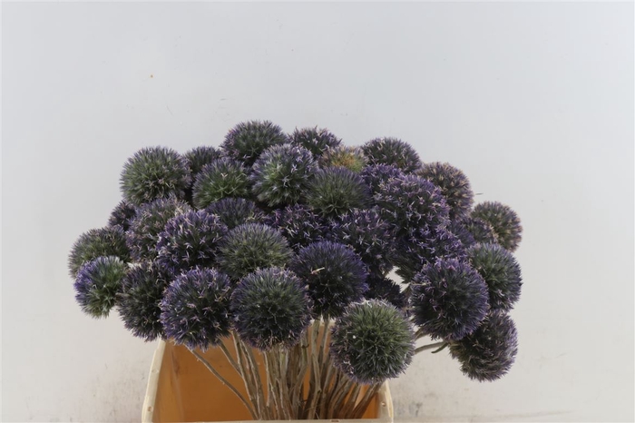 Eryngium Singel 45cm P Stem