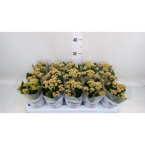 Kalanchoe  'MoreFlow Lillian'