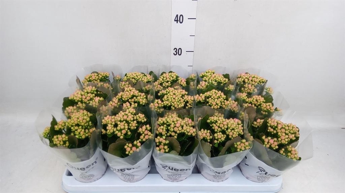 <h4>Kalanchoe  'MoreFlow Lillian'</h4>