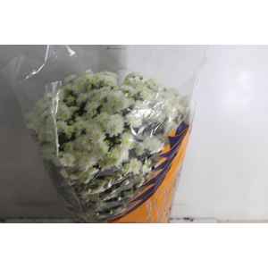 CRISANTEMO BOLA BELGA JASODA P20 BRANCO
