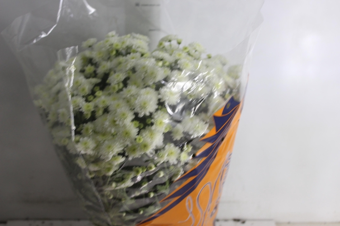 <h4>CRISANTEMO BOLA BELGA JASODA P20 BRANCO</h4>