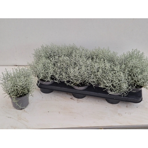LEUCOPH BROWNII