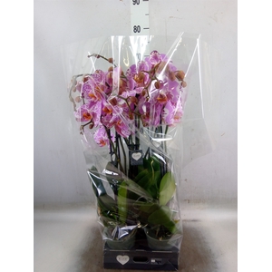 Phalaenopsis  'Ismaeli'
