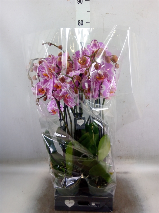 <h4>Phalaenopsis  'Ismaeli'</h4>