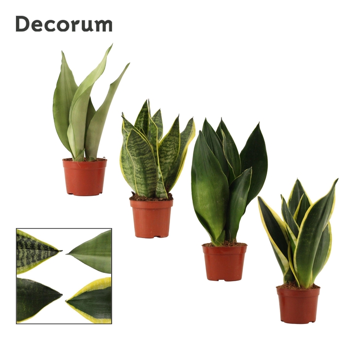 <h4>Sansevieria Super Mix 9 cm (Decorum)</h4>