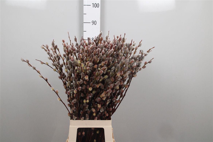 <h4>Salix Magical Silver</h4>