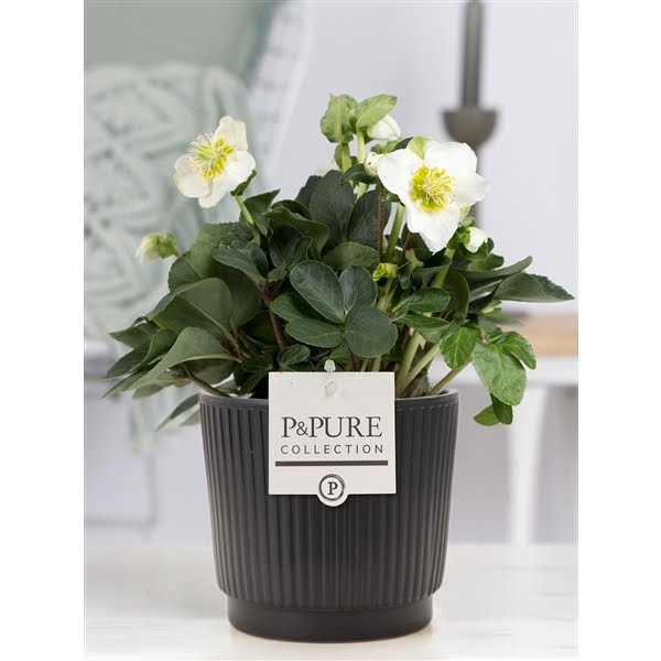 <h4>1st class Helleborus "Xmas C." in P&PURE Liv ceramics matt black</h4>