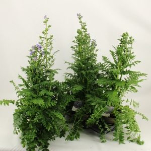 POLEM CAERULEUM