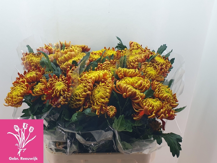 <h4>CHR G FUEGO</h4>