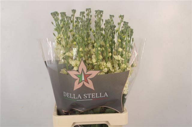 <h4>MATTH PHANT CREAM</h4>