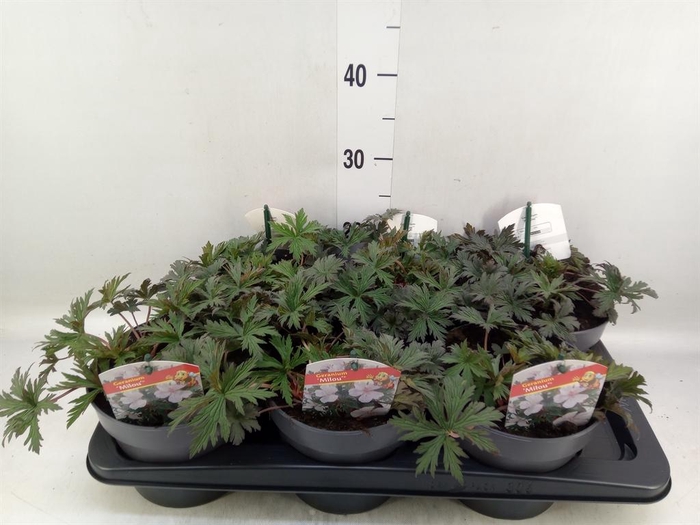 <h4>Geranium   ...</h4>