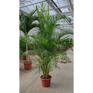 Dypsis lutescens 'Areca'