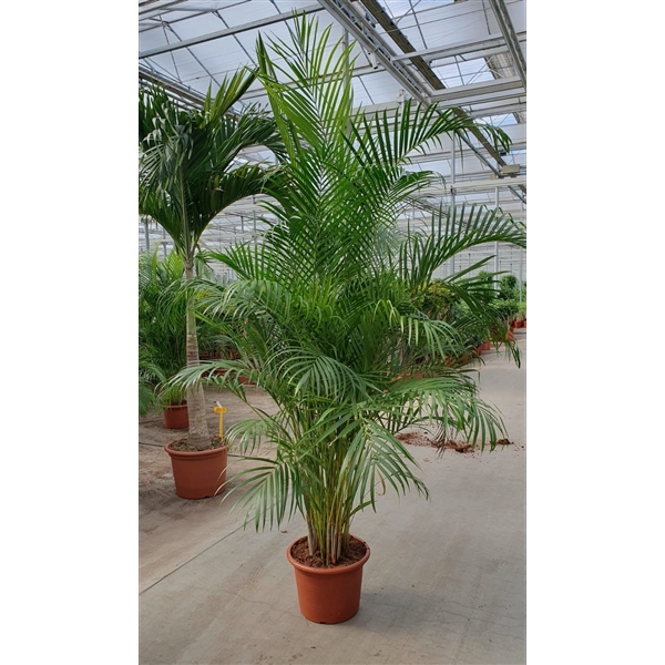 <h4>Dypsis lutescens 'Areca'</h4>