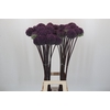 Allium Summer Drummer