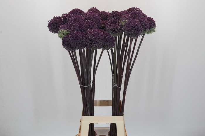 <h4>Allium Summer Drummer</h4>