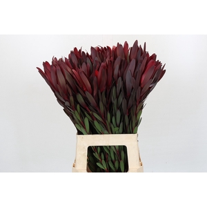 Leucadendron Saf Sunset Dark Red