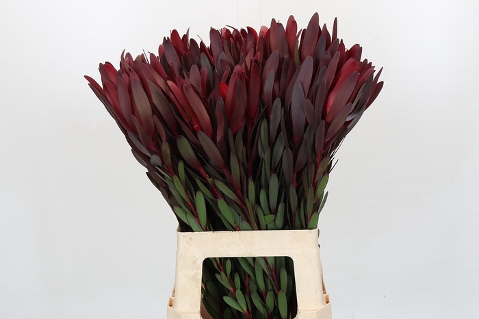 Leucadendron Saf Sunset Dark Red