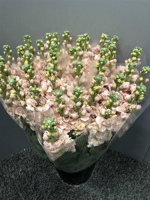 <h4>Matth Iron Apricot</h4>