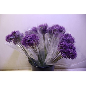 Allium Gladiator X5