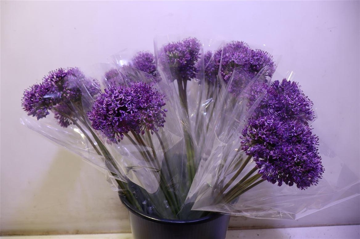 <h4>Allium Gladiator X5</h4>