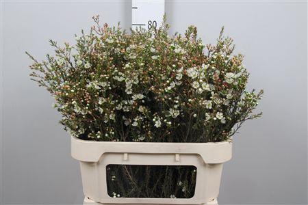 <h4>Chame Me Sirius</h4>