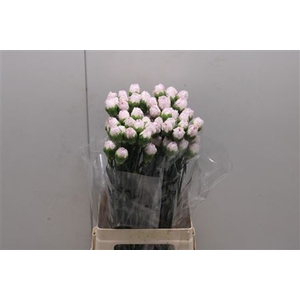 Di St Mudah Rosa