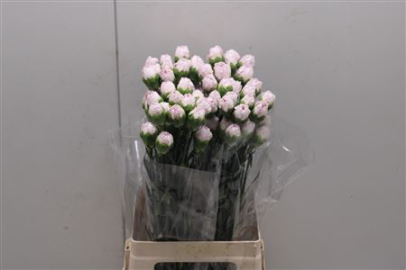 <h4>Di St Mudah Rosa</h4>