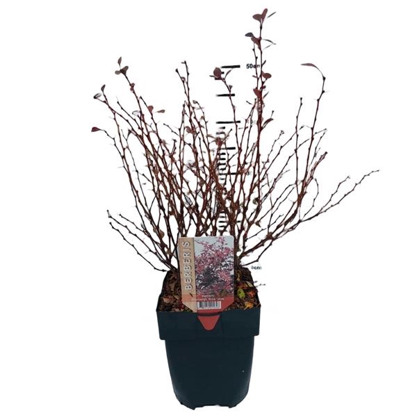<h4>Berberis thunbergii 'Rose Glow' P17</h4>