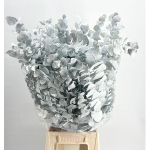 Euc. Cinerea Painted $Premium White