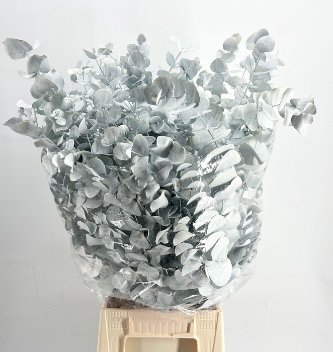 <h4>Euc. Cinerea Painted $Premium White</h4>