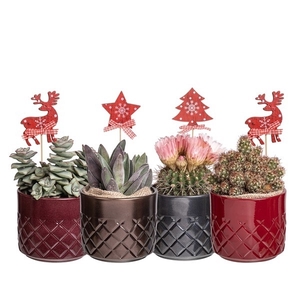 MIX CACTUS AND SUCCULENT PLANT IN GLASS CYLINDER WITH RHOMBUS FANTASY Ø12 WITH CHRISTMAS PICK - IN TRAY4 PCS