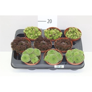 Sempervivum Gemengd