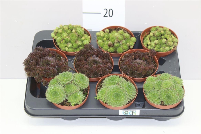 <h4>Sempervivum Gemengd</h4>