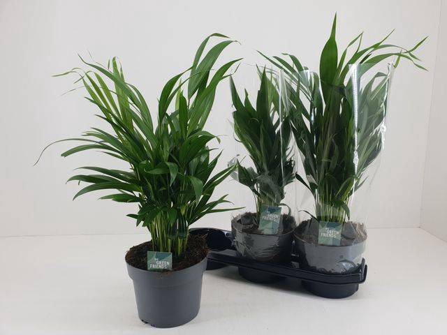 <h4>DYPSIS LUTESCENS</h4>