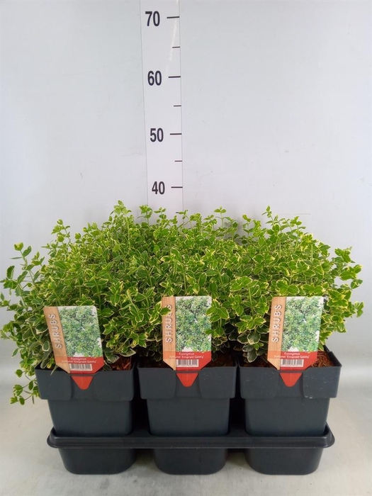 <h4>Euonymus fortunei 'Emerald Gaiety'</h4>