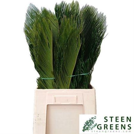 <h4>Cycas Revoluta</h4>