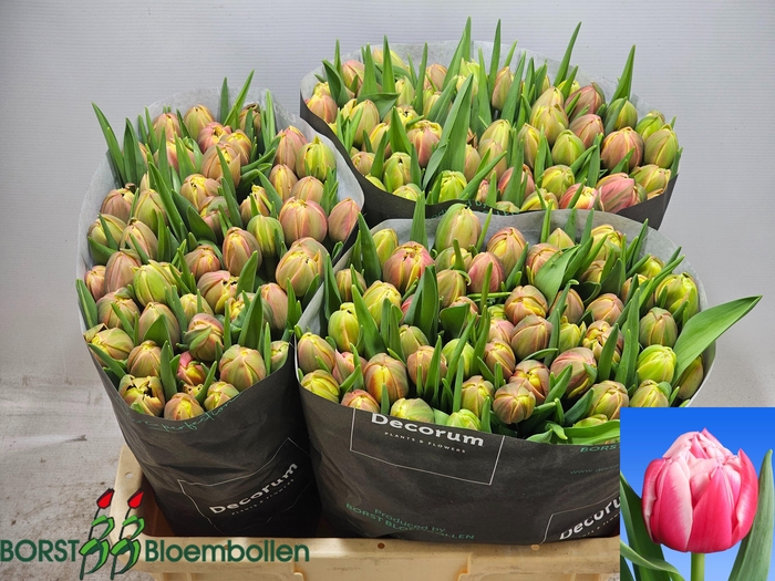 <h4>TU DU COLUMBUS</h4>