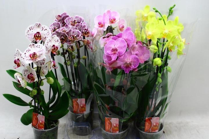 <h4>PHAL EL CASCADE</h4>