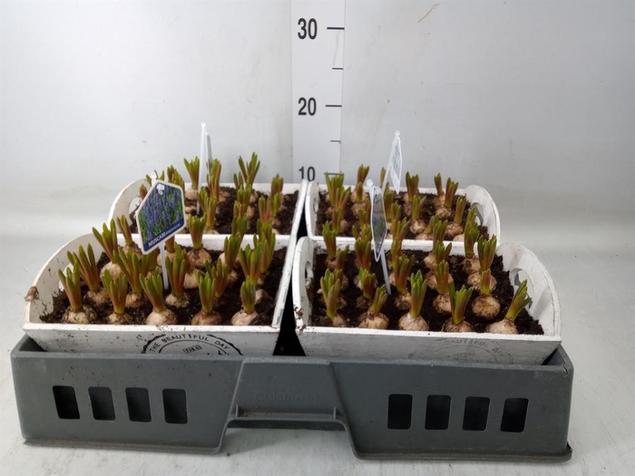 <h4>Arr.  Muscari L%</h4>