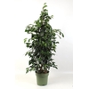 Ficus Benjamina Midnight Lady